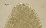 4 – Dettaglio di una cellula apicale